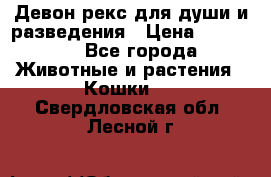 Девон рекс для души и разведения › Цена ­ 20 000 - Все города Животные и растения » Кошки   . Свердловская обл.,Лесной г.
